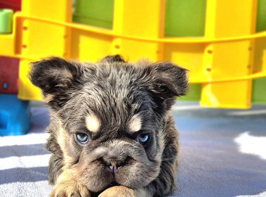 Türkiye Tek Bigrope Fluffy French Bulldog Yavrular görsel