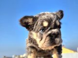 Türkiye Tek Bigrope Fluffy French Bulldog Yavrular