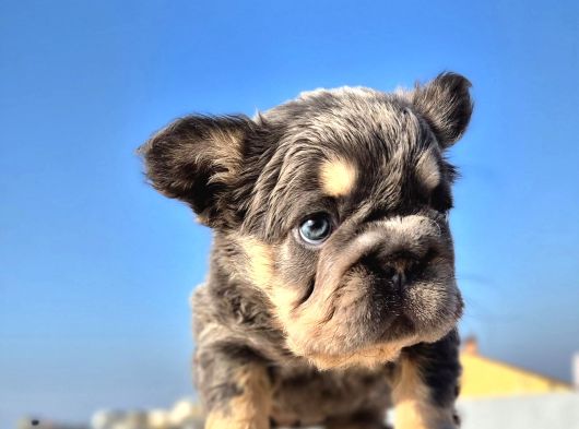 Türkiye Tek Bigrope Fluffy French Bulldog Yavrular görsel