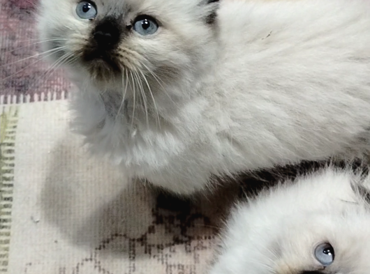 A Kali̇te Mavi̇ Gözlü Ponçi̇kler görsel