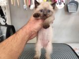 A Kali̇te Mavi̇ Gözlü Ponçi̇kler