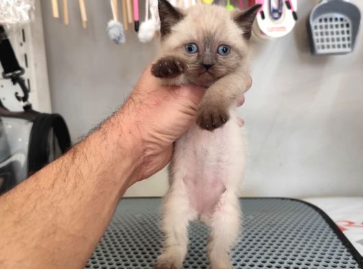 A Kali̇te Mavi̇ Gözlü Ponçi̇kler görsel