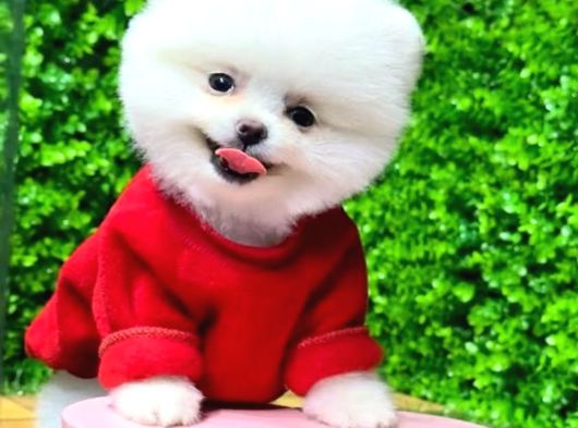 Teddy Surat Pomeranian Boo Yavrum Sizlerle görsel