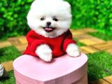 Teddy Surat Pomeranian Boo Yavrum Sizlerle