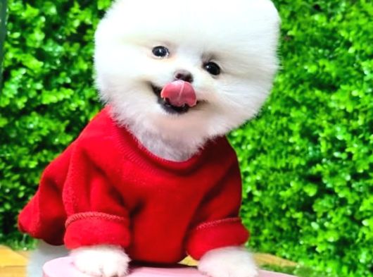 Teddy Surat Pomeranian Boo Yavrum Sizlerle