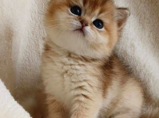 Golden Bri̇ti̇sh görsel