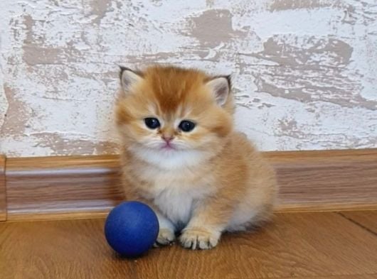 Golden Bri̇ti̇sh görsel