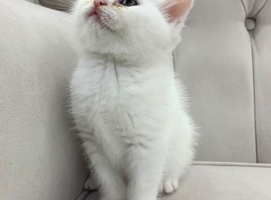 Ayı Surat Pamuk Prens görsel