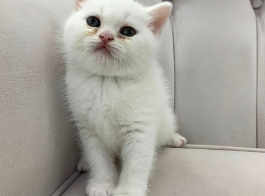 Ayı Surat Pamuk Prens görsel