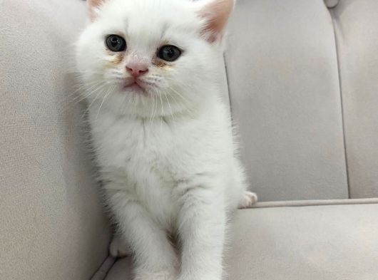 Ayı Surat Pamuk Prens görsel