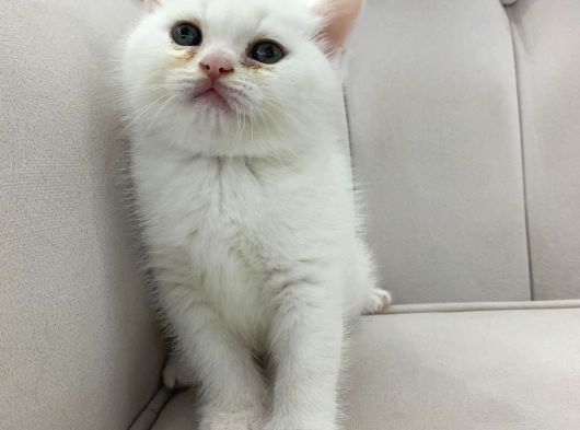 Ayı Surat Pamuk Prens görsel