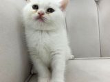 Ayı Surat Pamuk Prens