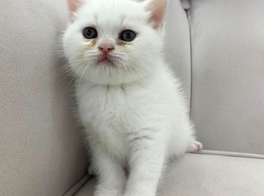 Ayı Surat Pamuk Prens