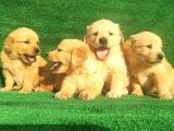 Golden Bebekler