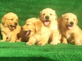 Golden Bebekler