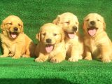 Golden Bebekler