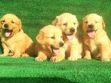 Golden bebekler
