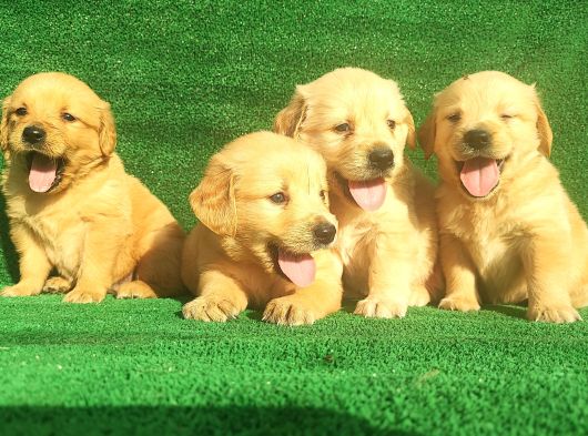 Golden Bebekler