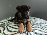 Düsük Bel K9