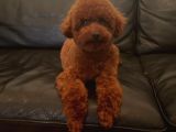 15 Aylık Kore Poodle Yavrumuz