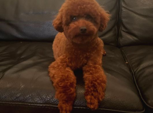 15 Aylık Kore Poodle Yavrumuz görsel