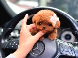 Mini Poodle Bebekler