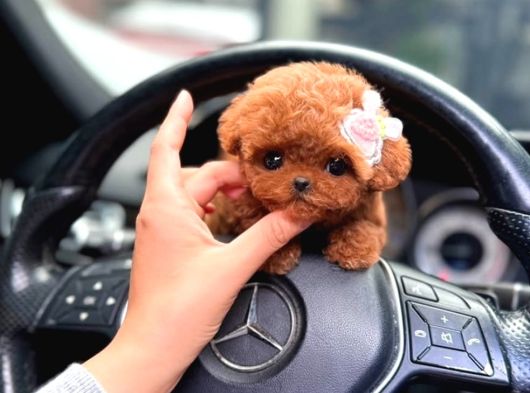 Mini Poodle Bebekler görsel