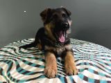 Düsük Bel K9