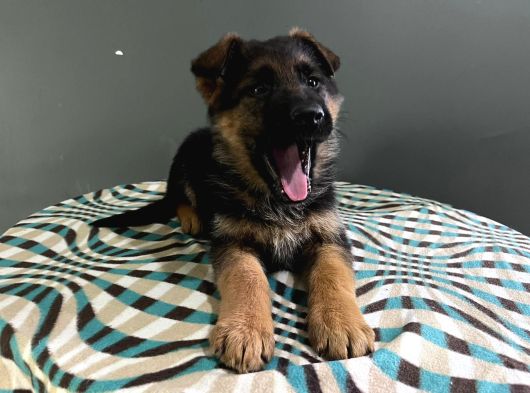 Düsük Bel K9 görsel