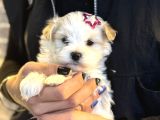 Maltese Kore Kan Teacup