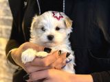 Maltese kore kan teacup