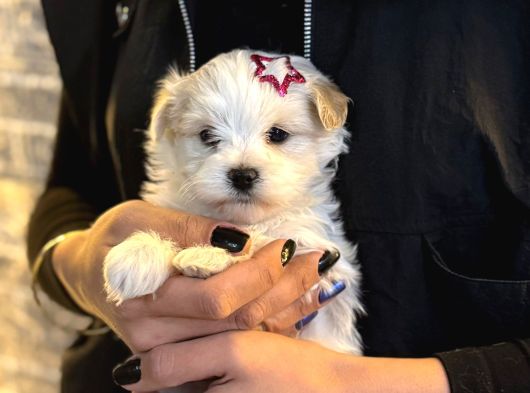 Maltese Kore Kan Teacup