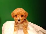 Maltipoo