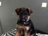 Düsük Bel K9