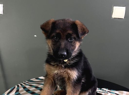 Düsük Bel K9 görsel