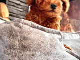 Harika Poodle Yavruları Sağlık Ve Irk Garantili