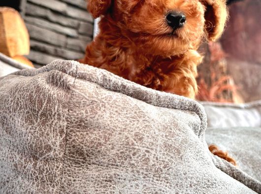 Harika Poodle Yavruları Sağlık Ve Irk Garantili görsel
