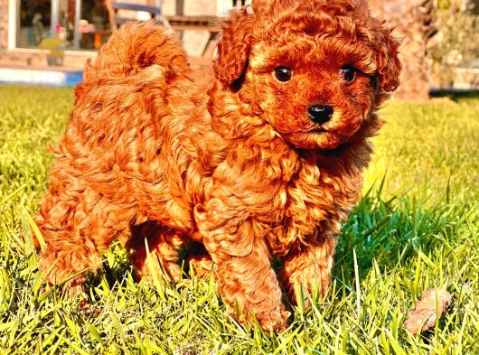 Ruhsatlı Köpek Çiftliğinden Enfes Poodle Yavruları