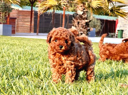 Ruhsatlı Köpek Çiftliğinden Enfes Poodle Yavruları görsel