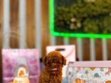 Rengarenk Micro Teacup Ve Toy Yavrular