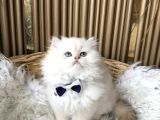 A Kalite British Longhair Yavrular