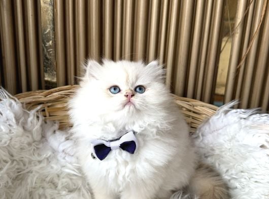 A Kalite British Longhair Yavrular görsel