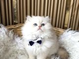 Bri̇ti̇sh Longhai̇r