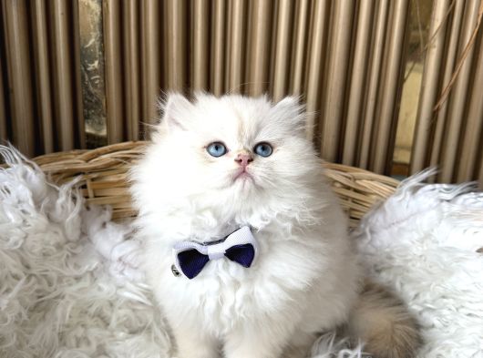 Bri̇ti̇sh Longhai̇r görsel