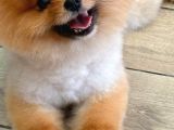 Çiftlikten A Kalite Pomeranian Boo Tüm Renkler Teddy Bear