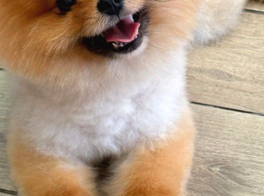 Çiftlikten A Kalite Pomeranian Boo Tüm Renkler Teddy Bear görsel