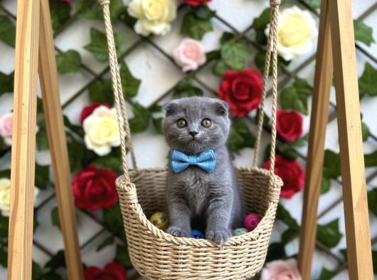 Benden Bi̇rtane Daha Yok Erkek Scotti̇sh görsel