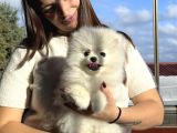 Çiftlikten A Kalite Pomeranian Boo Tüm Renkler Teddy Bear