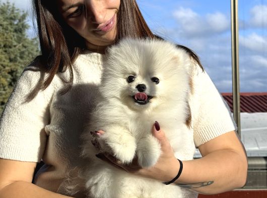 Çiftlikten A Kalite Pomeranian Boo Tüm Renkler Teddy Bear görsel