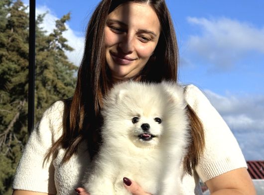 Çiftlikten A Kalite Pomeranian Boo Tüm Renkler Teddy Bear görsel